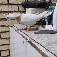 طوقی..