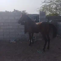 کره نریان کورسی|اسب و تجهیزات اسب‌سواری|میناب, |دیوار