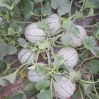 فروش طالبی درجه یک|خوردنی و آشامیدنی|کازرون, |دیوار