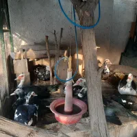 جوجه اردک اسرائیلی|حیوانات مزرعه|بندرعباس, |دیوار