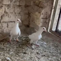 ۸۰۰|پرنده|مروست, |دیوار