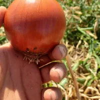 پیاز|عمده‌فروشی|بجنورد, |دیوار