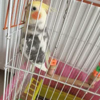 عروس هلندی نر،بالغ