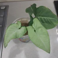 گل سینگونیوم خرگوشی پرپشت|گل و گیاه طبیعی|ارومیه, |دیوار