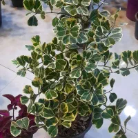 فیکوس دلتا سایز درشت|گل و گیاه طبیعی|قم, نیروگاه|دیوار