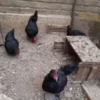 خروس ومرغ زنده مشکی و سفید برای قربانی|حیوانات مزرعه|تهران, کن|دیوار