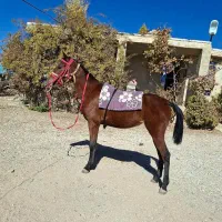 اسب مادیان|اسب و تجهیزات اسبسواری|یاسوج, |دیوار