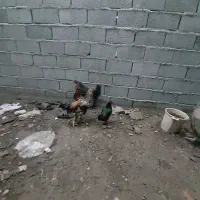 مرغ و خروس و جوجه|حیوانات مزرعه|گرگان, |دیوار