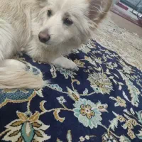 سگ پامر اشپیتز|سگ|شهریار, شهریار|دیوار