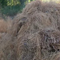 فروش علف باغی