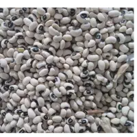 لوبیا چشم بلبلی