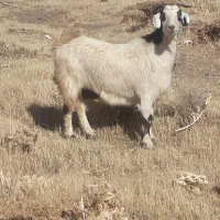 دو‌راس‌بز‌خارجی‌دو‌قلوزا|حیوانات مزرعه|حسین آباد, |دیوار