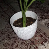 گل دیفن شادب و سرحال|گل و گیاه طبیعی|اصفهان, کارلادان|دیوار