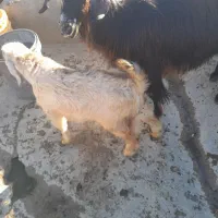 بز با چپوش نر سالم