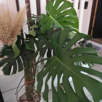 گل آپارتمانی