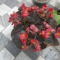 ۱۰ درصد تخفیف روز پدر گل گیاه