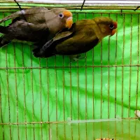 عروس هلندی و کوتوله برزیلی|پرنده|رضویه, |دیوار