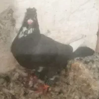 پلنگ|پرنده|ماهان, |دیوار