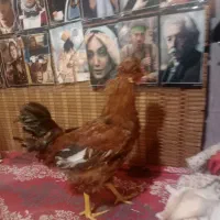 خروس|حیوانات مزرعه|تهران, شمیران‌نو|دیوار