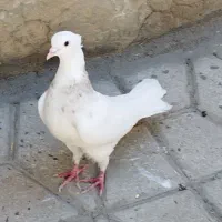 کفتر طوقی