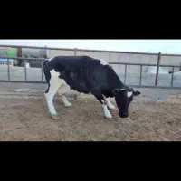 ماده گاو جوان|حیوانات مزرعه|خنجین, |دیوار