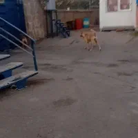 سگ سرابی ماده|سگ|صوفیان, |دیوار