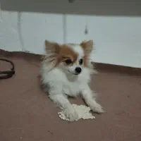 سگ پامرانین|سگ|وحیدیه, |دیوار