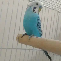 مرغ عشق اسپانگل پروانه ای