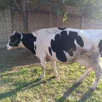 گاو شیری|حیوانات مزرعه|گرگان, |دیوار