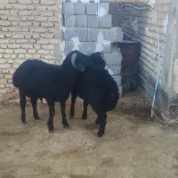 بره یک دس نر جفتی ۱۳۰