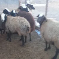 گوسفند|حیوانات مزرعه|بزینه رود, |دیوار