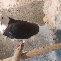 کفتر هم زمینی وهم پرشتی