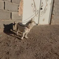 پاکوتاه خوشگل فروشی ارزان