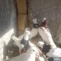 کبوتربوم رنگه پرشی