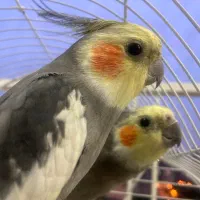 دو عدد عروس هلندی نر و ماده به همراه دو قفس|پرنده|تهران, توحید|دیوار