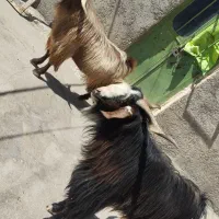 گوسفند نر ،پازن
