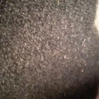 بذر پیار مینروا و سایروس