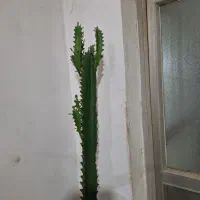 کاکتوس ۱نیم قدش فیکوس ۱ متری|گل و گیاه طبیعی|رشت, جهاد|دیوار