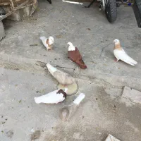 چند عدد کبوتر رنگ