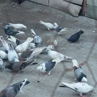 کبوتر پرشی