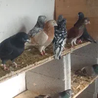 فروش یک گنجه کبوتر پرشی طلا زیر خاکی