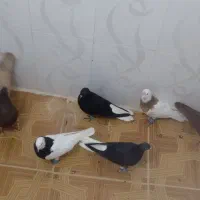 کبوتر دم سفید و نامبر زرد و سرخ