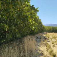 برش چوب گردو
