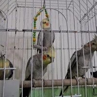 عروس هلندی سه عددسالم وسرحال