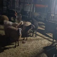 گوسفند میش شیشک|حیوانات مزرعه|اسلامآباد غرب, |دیوار