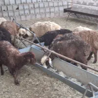 بره ریز