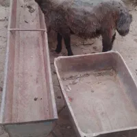 بره نر