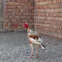 2600000 دو میلیون شصد|پرنده|ایرانشهر, |دیوار