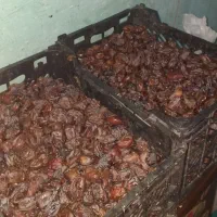 خرما عویدی
