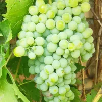 ویلا خونه باغ زیتون طارم.|فروش خانه و ویلا|طارم, |دیوار